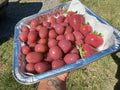 Grape mega box
